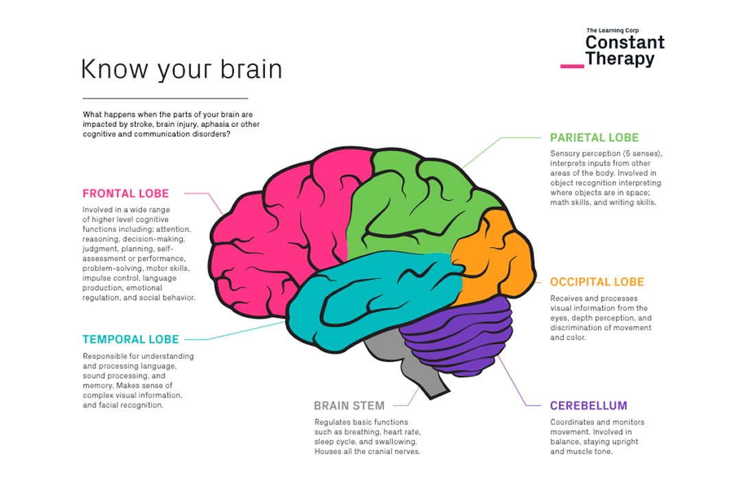 Know your brain | The Learning Corp